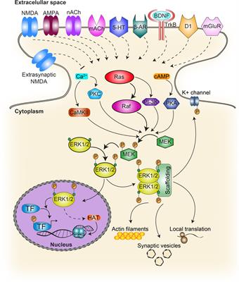 Contributions of extracellular-signal regulated kinase 1/2 activity to the memory trace